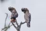 A pair of Red-tails. Photo Credit: Chris Farrell